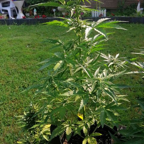 Elli growlog timeline photo