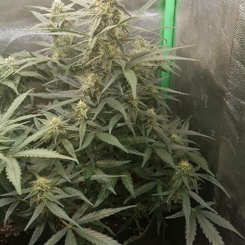 Elli growlog timeline photo