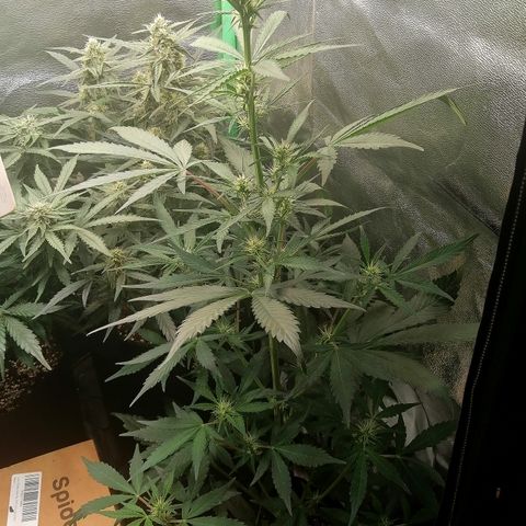Ute growlog timeline photo