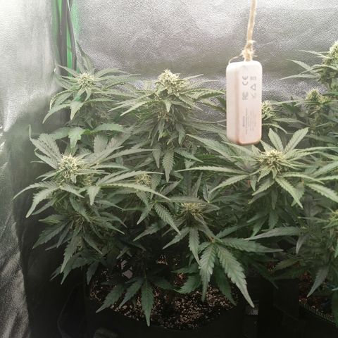Cinderella growlog timeline photo
