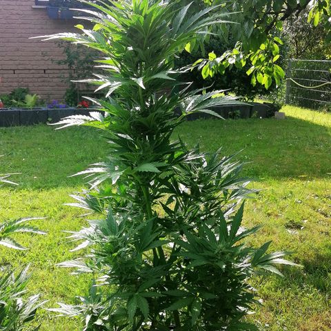 Susanne growlog timeline photo