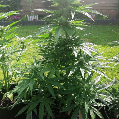 Bärbel growlog timeline photo