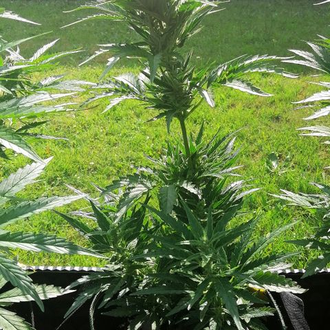Julia growlog timeline photo