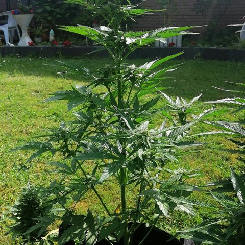 Elli growlog timeline photo