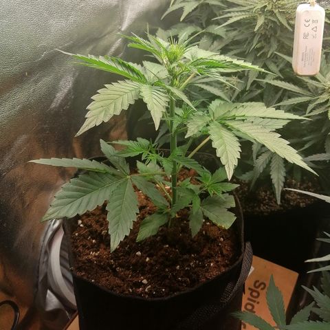 Anna growlog timeline photo