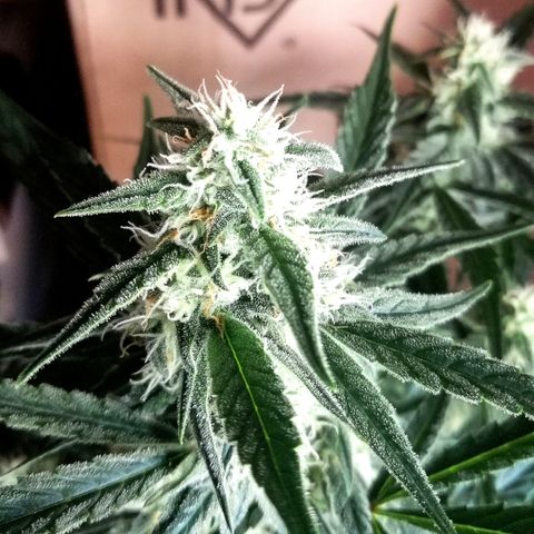 Elli growlog timeline photo