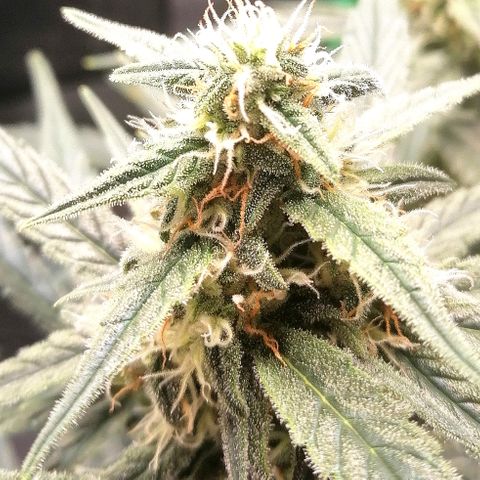 Elli growlog timeline photo