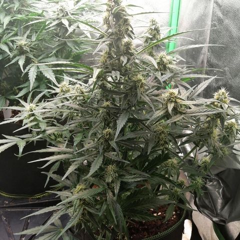 Elli growlog timeline photo