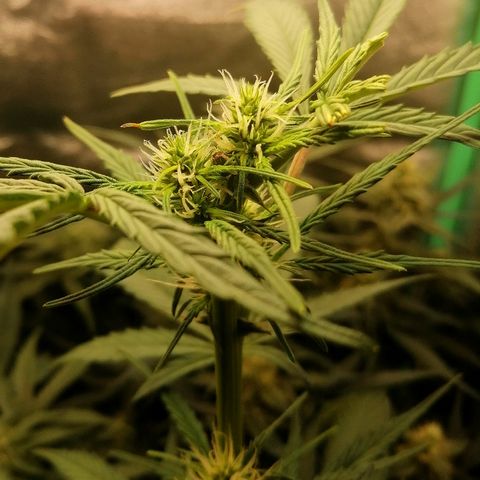 Ute growlog timeline photo