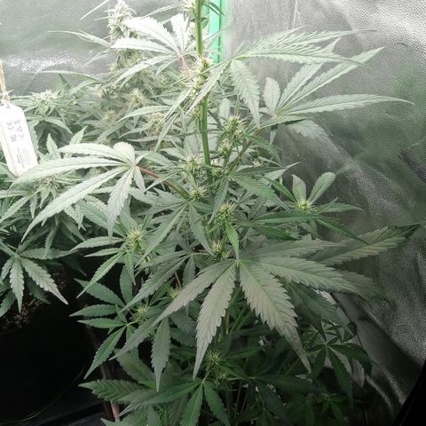 Ute growlog timeline photo