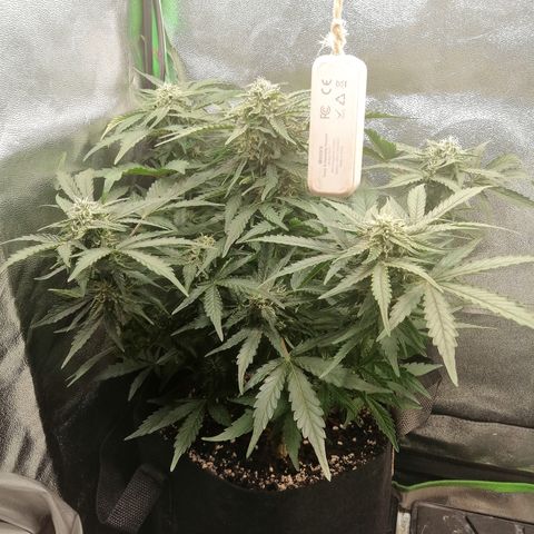 Cinderella growlog timeline photo