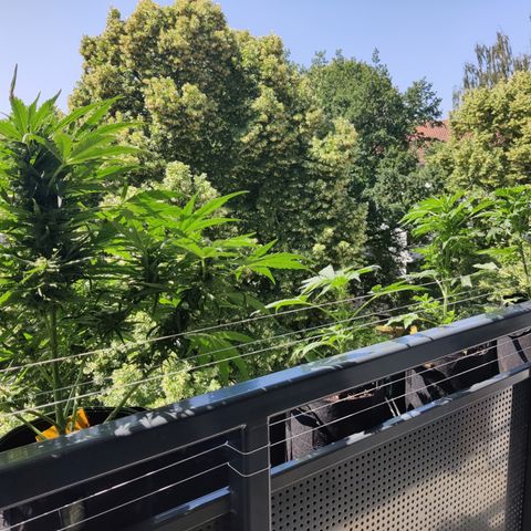 Anna growlog timeline photo