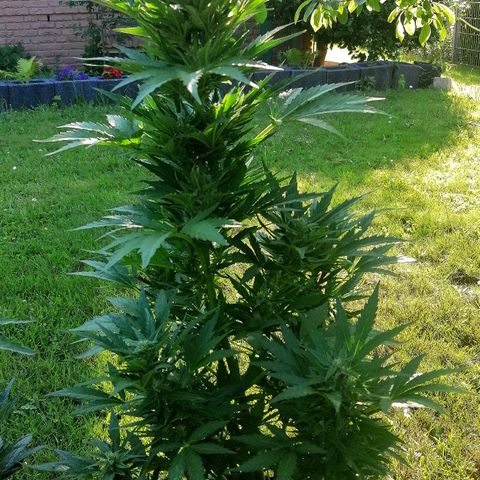 Susanne growlog timeline photo