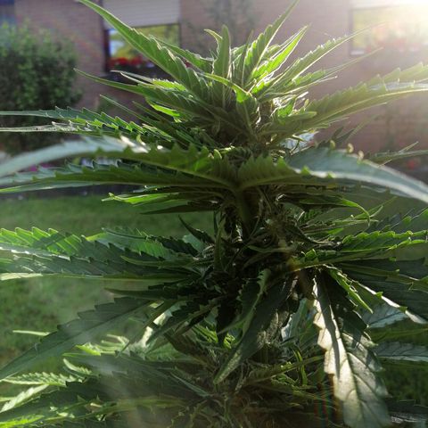 Bärbel growlog timeline photo