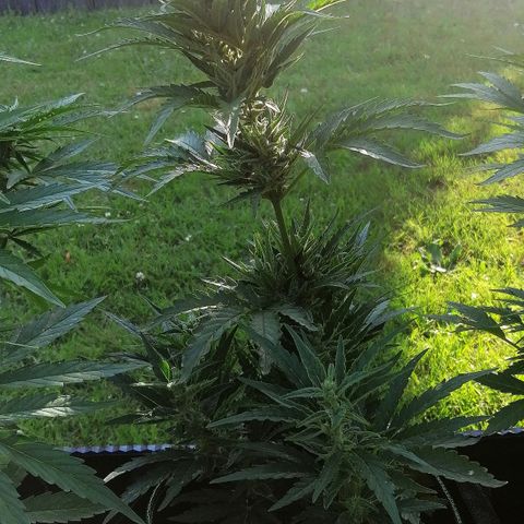 Julia growlog timeline photo