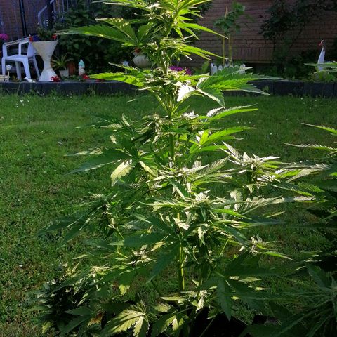 Elli growlog timeline photo