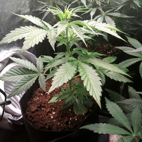 Anna growlog timeline photo