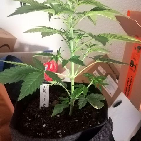 Anna growlog timeline photo