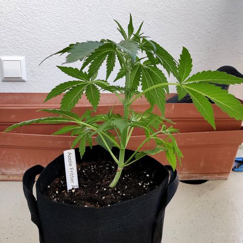 Anna growlog timeline photo