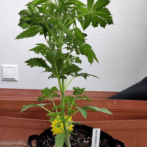 Waltraud growlog timeline photo