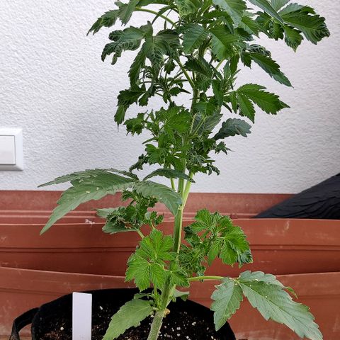 Waltraud growlog timeline photo