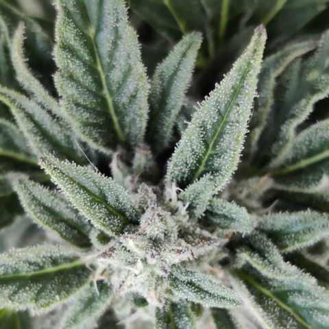 Ida growlog timeline photo