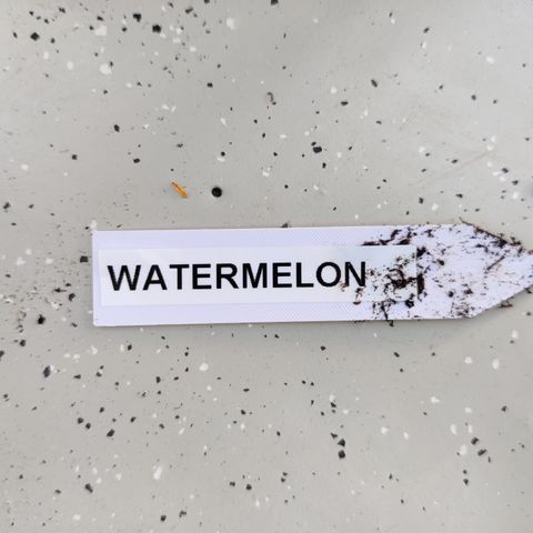 Waltraud growlog timeline photo