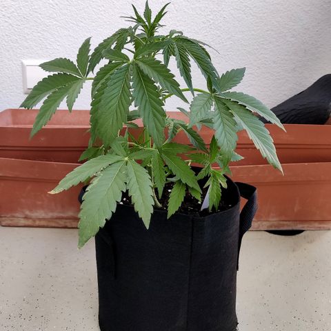 Anna growlog timeline photo