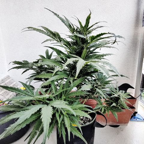 Ida growlog timeline photo