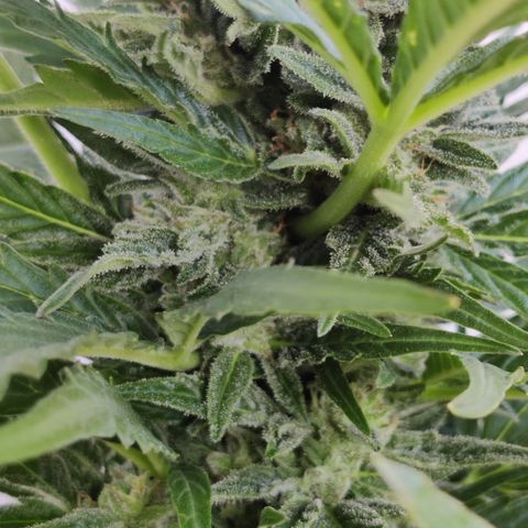 Ida growlog timeline photo