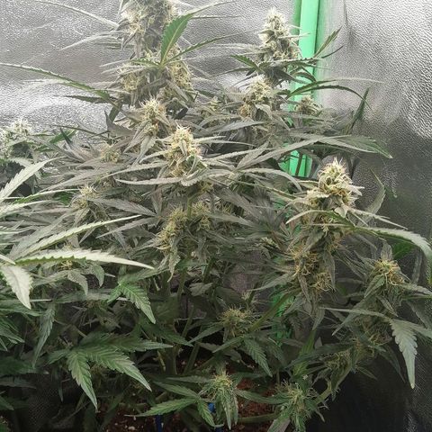 Elli growlog timeline photo