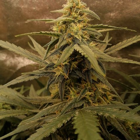 Elli growlog timeline photo
