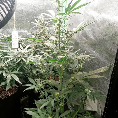 Ute growlog timeline photo