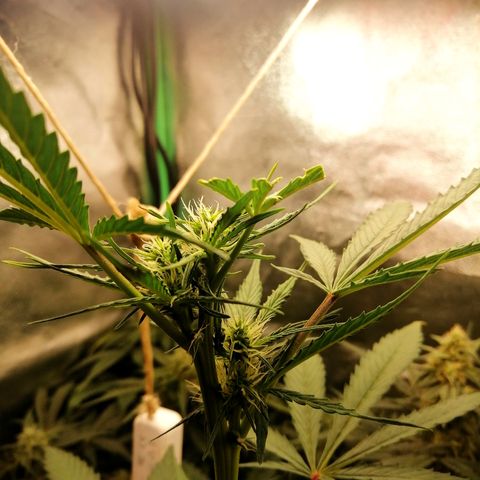 Ute growlog timeline photo