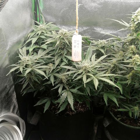 Cinderella growlog timeline photo