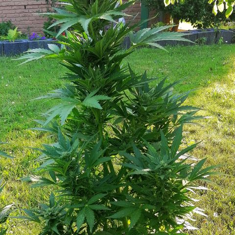 Susanne growlog timeline photo
