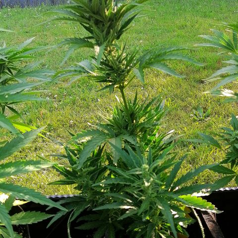 Julia growlog timeline photo