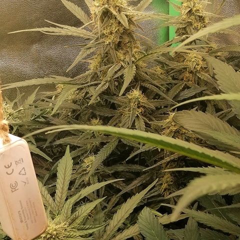 Elli growlog timeline photo