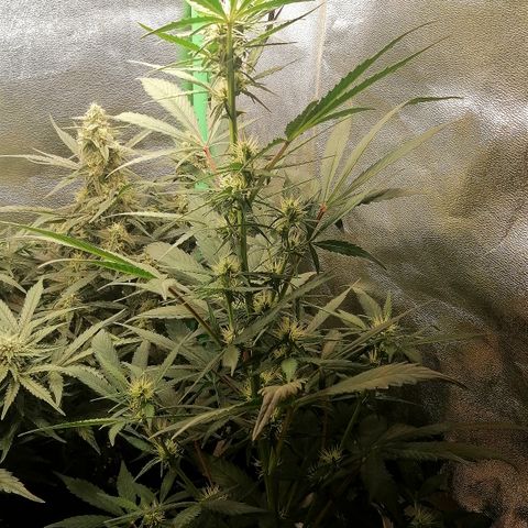 Ute growlog timeline photo
