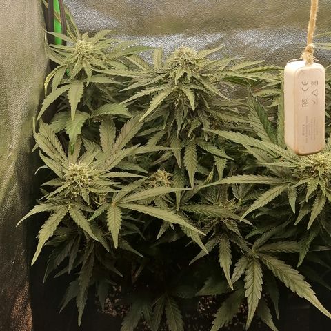 Cinderella growlog timeline photo