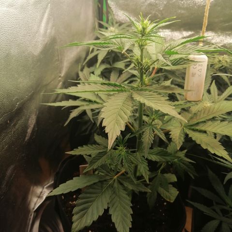 Anna growlog timeline photo