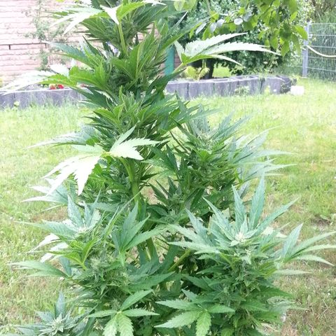 Susanne growlog timeline photo