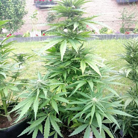 Bärbel growlog timeline photo