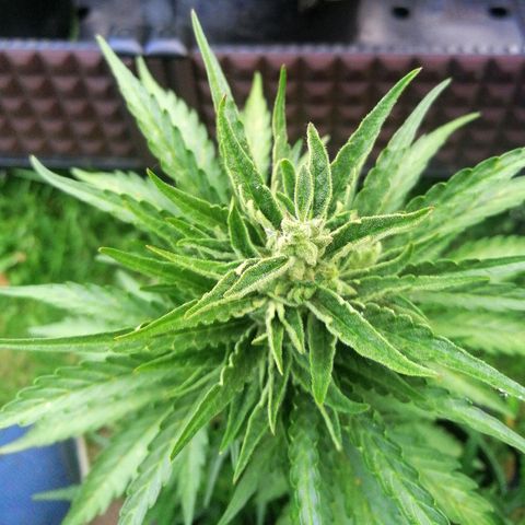 Bärbel growlog timeline photo