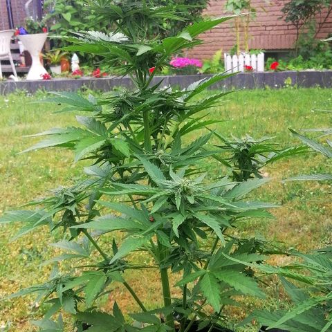 Elli growlog timeline photo