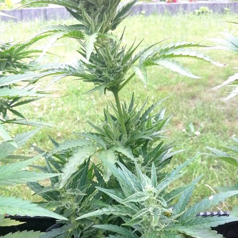 Julia growlog timeline photo