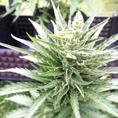 Bärbel growlog timeline photo