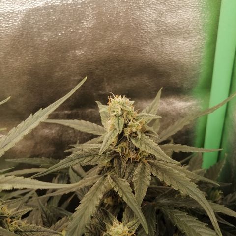 Elli growlog timeline photo