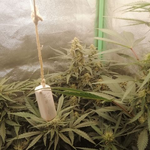 Elli growlog timeline photo