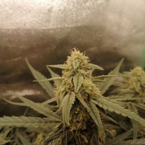 Elli growlog timeline photo